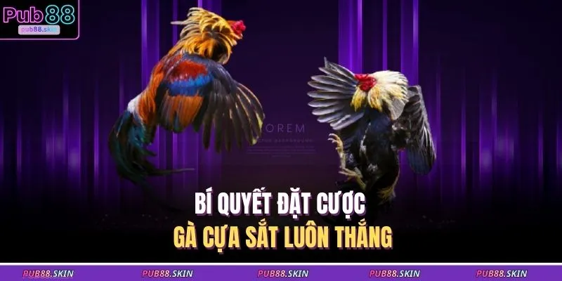 Bí quyết đặt cược gà cựa sắt luôn thắng