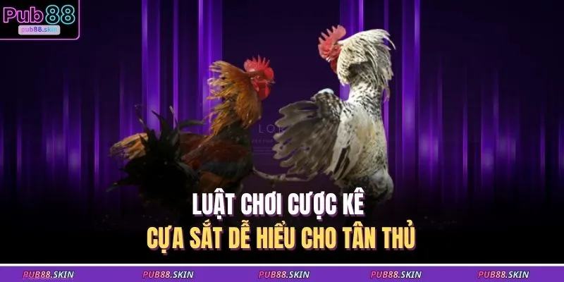 Luật chơi cược kê cựa sắt dễ hiểu cho tân thủ